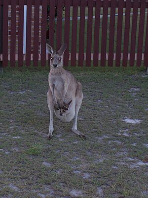 Kangaroo with Joey at Woodgate Queensland
