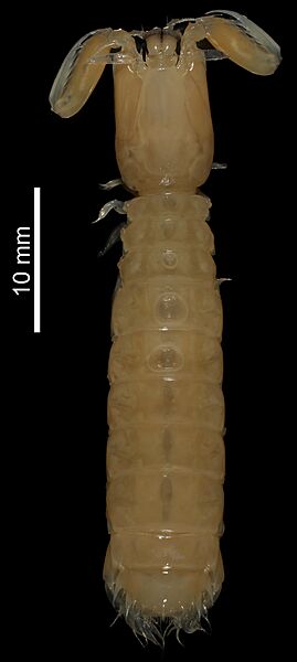Kasim philippinensis (MNHN-IU-2014-23089) 001