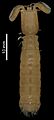 Kasim philippinensis (MNHN-IU-2014-23089) 001