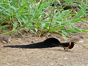 Long-tailed Paradise-Whydah (Vidua paradisea) and Cut-throat Finches (Amadina fasciata) (6046350546)