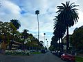 Los Angeles, Koreatown, Palm Trees