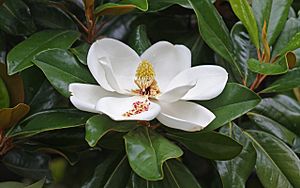 Magnolia flower Duke campus