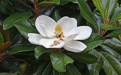 Magnolia flower Duke campus