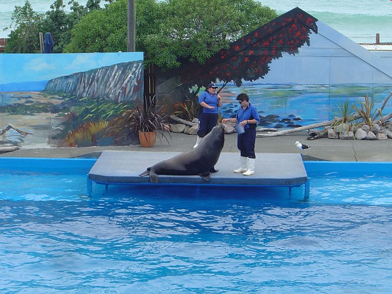 Male Californian sea lion