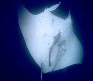 Manta-ray australia