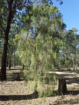 Melaleuca irbyana habit
