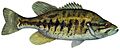 Micropterus notius (white background)