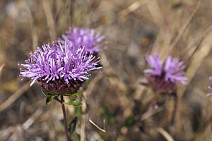 Monardella purpurea.jpg