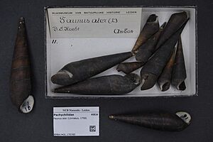 Naturalis Biodiversity Center - RMNH.MOL.170785 - Faunus ater (Linnaeus, 1758) - Pachychilidae - Mollusc shell