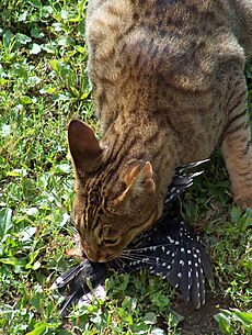 Ocicat-woodpecker