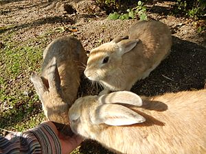 Okunojima-rabbit