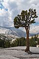 Olmsted Point tree