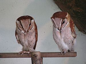 Oriental Bay Owls (7856720844)