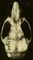 Oryzomys couesi aquaticus dorsal