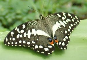 Papilio Demodocus Citrus Swallowtail Zanzibar