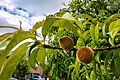 Peach fruit