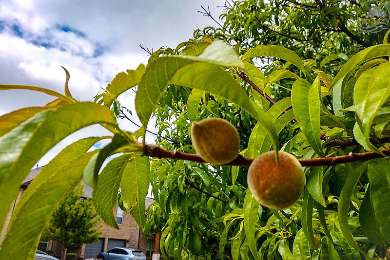 Peach fruit