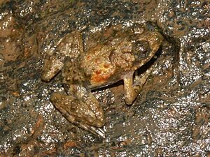 Phrynobatrachus calcaratus01.jpg