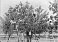 Picking cherries at the Miller orchard "The Poplars" - Tenterfield, NSW, ca. 1900 - photographer A.B. Butler (5222268381)