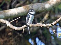 Pied Puffbird RWD3