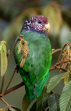 Pionus tumultuosus 69270129 (cropped).jpg