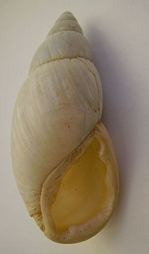 Placostylus ambagiosus priscus.JPG
