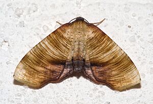 Plagodis dolabraria01