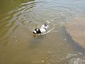 Portuguese Water Dog Swimming