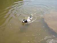 Portuguese Water Dog Swimming