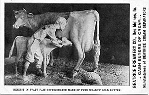 Postcard of John K. Daniels’s butter sculpture of a boy, cow, and calf, Iowa State Fair, 1904