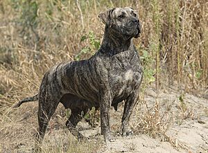 a heavy-jawed dog with brindle fawn coat