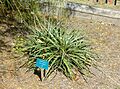 Puya boliviensis - Mildred E. Mathias Botanical Garden - University of California, Los Angeles - DSC02897