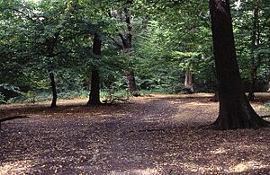 Queens Wood - geograph.org.uk - 293888