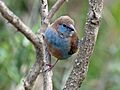 Red-cheeked Cordonbleu female RWD