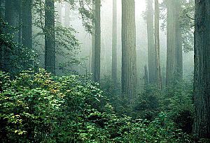 Redwood and fog