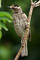 Regent Bowerbird female