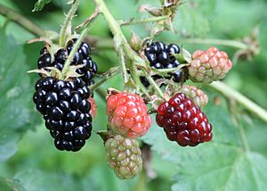 Ripe, ripening, and green blackberries