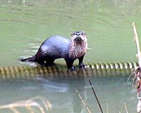 River otter on flow device Martinez, CA by Lory Bruno courtesy Worth a Dam Feb 14, 2010