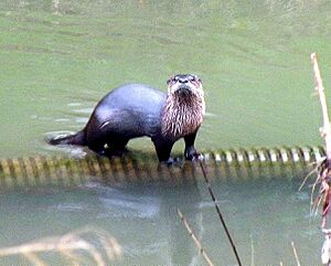 River otter on flow device Martinez, CA by Lory Bruno courtesy Worth a Dam Feb 14, 2010