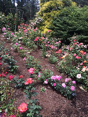 Rose Garden 2018 