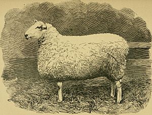 Sheep, breeds and management (1893) (14779551134)