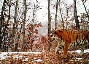 Siberian tiger. Frame from a camera trap