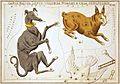 Sidney Hall - Urania's Mirror - Canis Major, Lepus, Columba Noachi & Cela Sculptoris