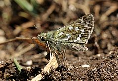 Silver-spotted skipper butterfly (Hesperia comma) female underside