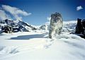 Snow leopard in hemis national park,JK