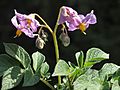 Solanum tuberosum Ciclame (03).jpg