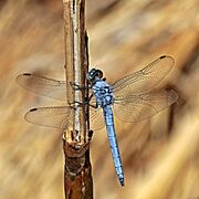 Southern skimmer (Orthetrum brunneum) male Cyprus 3