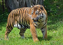 Sumatran Tiger, Miami MetroZoo