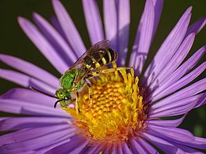 Sweat Bee on New England Aster