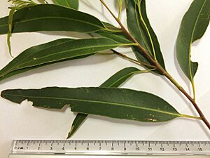 Sydney Blue Gum (E.saligna) - leaves